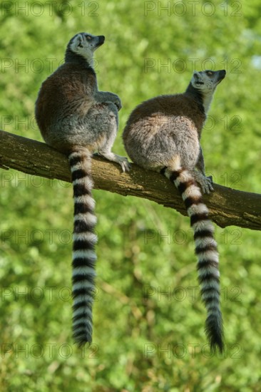 Catta (Lemur catta), two animals sitting on a branch, France