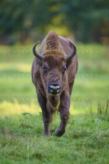 A bison (Bison bonasus), walking slowly on a green meadow towards the viewer, Germany