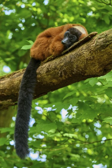 Red ruffed lemur (Varecia rubra), sleeping peacefully on a tree trunk in the wild, France