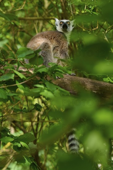 Catta (Lemur catta), looking down attentively from a tree, France