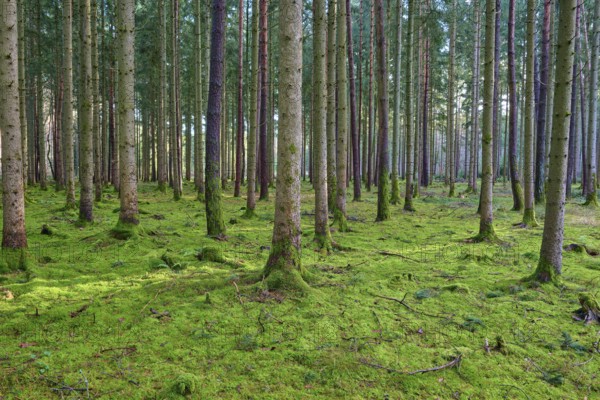 Dense, quiet coniferous forest, moss-covered ground in bright green, beech trees, Odenwald,