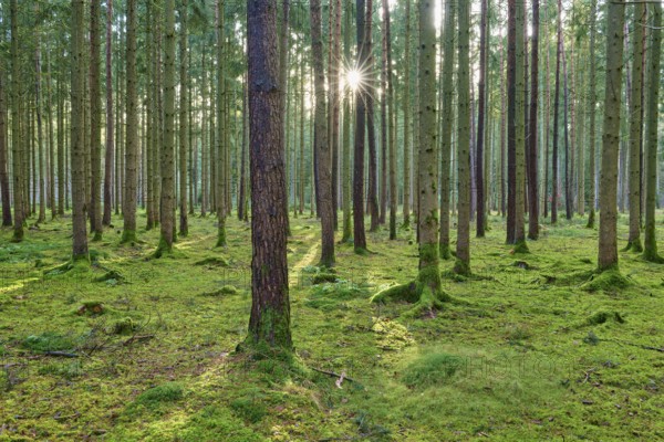 Sunbeams flood the green, moss-covered ground of a quiet coniferous forest, Buchen, Odenwald,