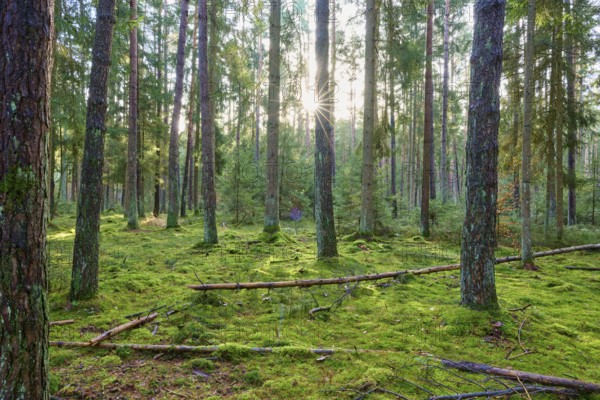 Sunlight streaming through tall trees in a moss-covered forest, Buchen, Odenwald, Neckar-Odenwald