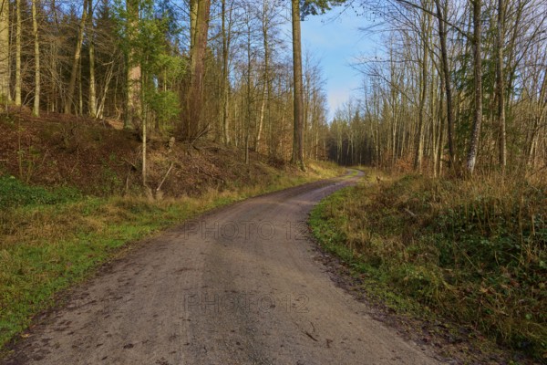 A narrow forest path leads through bare, wintry trees, Odenwald, Neckar-Odenwald district,