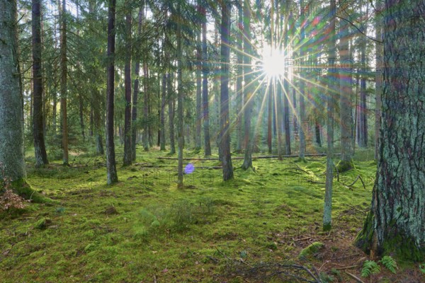 Forest, quiet and moss-covered, shining with trees and sunlight, beech trees, Odenwald,