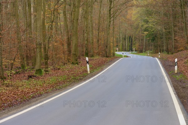 Long winding road through quiet, autumnal forest with beech trees, Odenwald, Neckar-Odenwald Kreis,