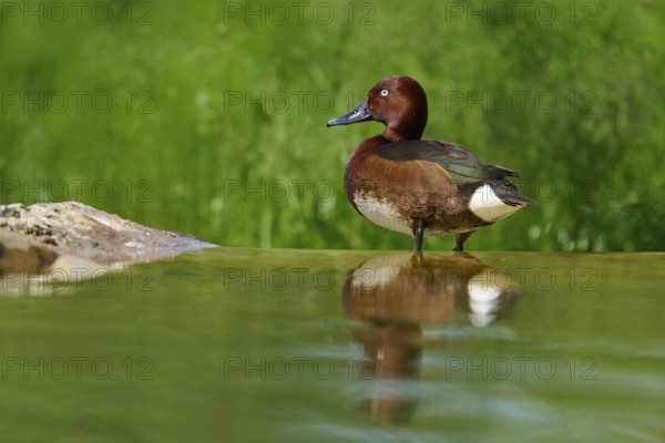 Ferruginous Duck (Aythya nyroca), standing alone at the water's edge, reflecting in the calm water,