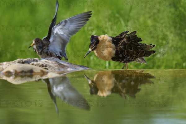 Ruff (Philomachus pugnax), male and female during breeding season, visible on the water with