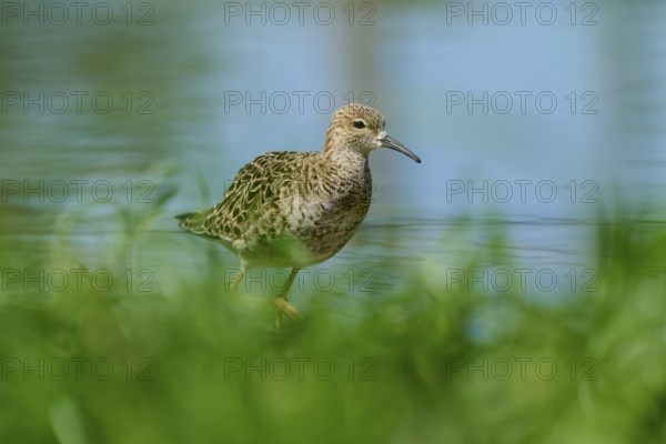 Female ruff (Philomachus pugnax), moving cautiously through the shallow water, France