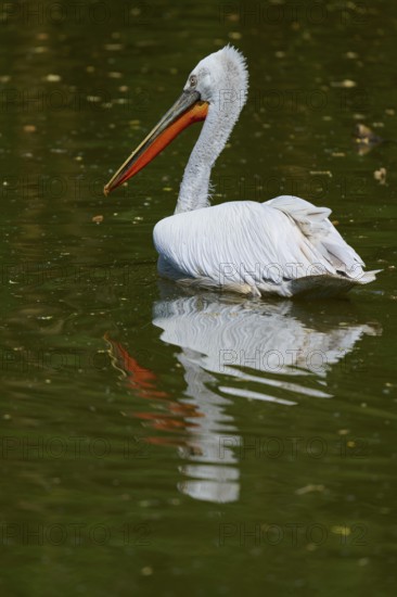 Dalmatian pelican (Pelecanus crispus), resting on a body of water, the clear water reflects its