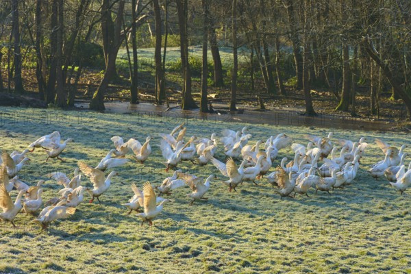 Live geese gather on a frosty morning meadow near a river, Kirchzell, Amorbach, Odenwald, Bavaria,