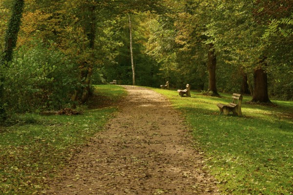 Wooded path with autumn foliage and benches surrounded by dense trees, Amorbach, Odenwald, Bavaria,