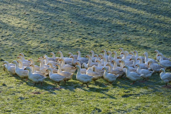 Geese move calmly across a meadow interspersed with light and shadow, Kirchzell, Amorbach,