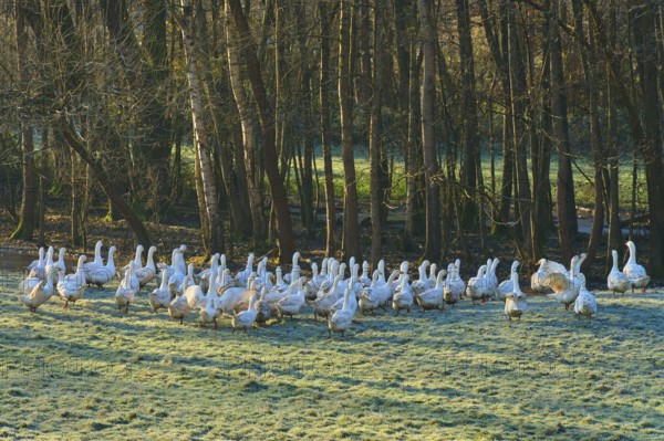 Geese standing on a frosty meadow near a dense forest, Kirchzell, Amorbach, Odenwald, Bavaria,