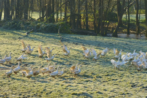 Geese move dynamically on a dewy meadow in front of a forest, Kirchzell, Amorbach, Odenwald,