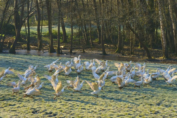 A group of geese in motion on a cool, wooded meadow, Kirchzell, Amorbach, Odenwald, Bavaria,