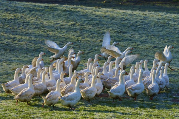 A large group of geese on a meadow covered with morning dew, Kirchzell, Amorbach, Odenwald,