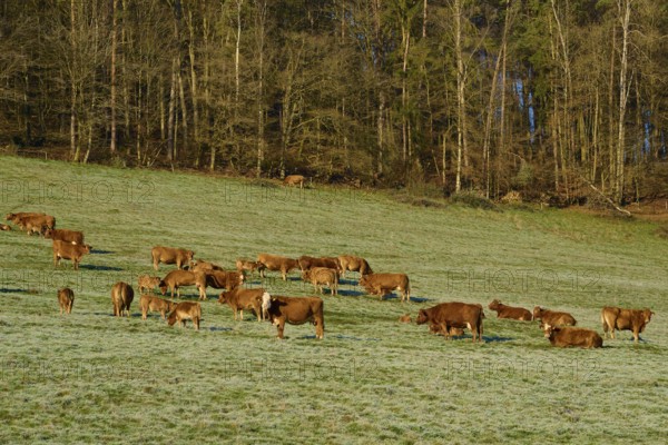 A group of cows grazing peacefully on a grassy landscape near a forest, Kirchzell, Amorbach,