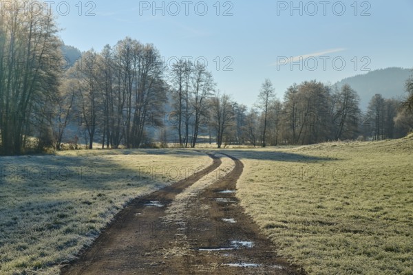 A winding path leads through a frosty landscape with trees in the morning light, Kirchzell,