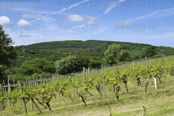 Vineyard on hilly landscape under blue sky with lush greenery, Camel Valley, Camel Trail, Cornwall,