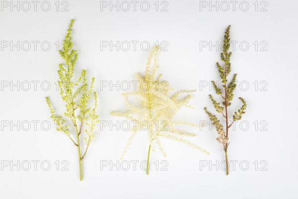 Three branches, white and pink astilbe (Astilbe) and forest honeysuckle (Aruncus dioicus), white