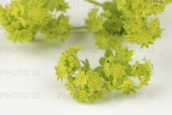 Fresh yellow flowers of lady's mantle (Alchemilla) with green leaves on a white background