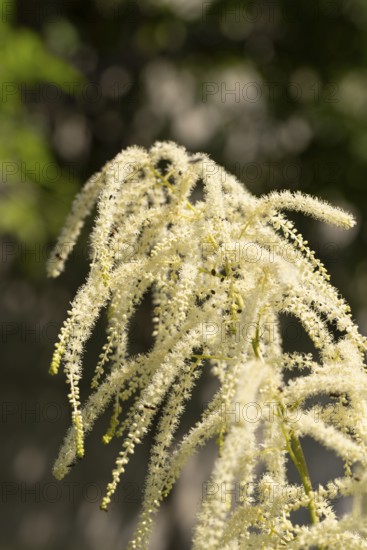 Delicate white flowers of the honeysuckle (Aruncus dioicus) against a blue sky, Neunkirchen, Lower