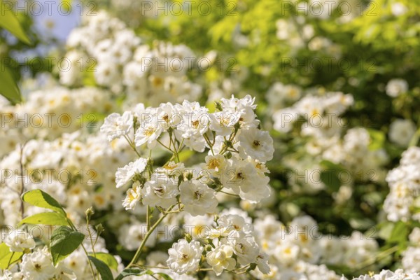 White climbing rose (Rosa) in bright daylight in a garden, Neunkirchen, Lower Austria, Austria