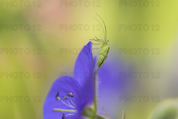 Green shield bug (Palomena prasina) sitting on purple flower of the cranesbill (Geranium),