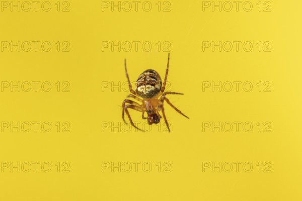 Cross spider (Araneus) in front of a light yellow background in close-up, Neunkirchen, Lower