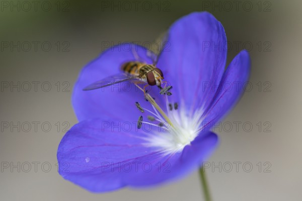 Delicate purple flower of the cranesbill (Geranium) with a hoverfly (Syrphidae), Neunkirchen, Lower