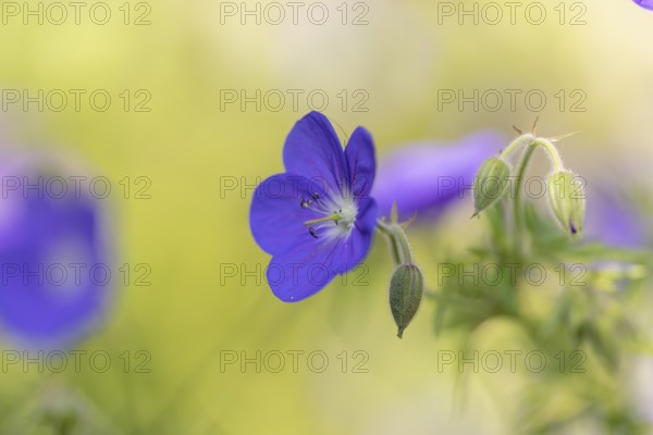 An open purple flower of the cranesbill (Geranium) with buds in front of a blurred background,