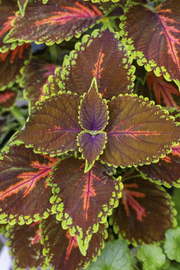 Detailed colourful leaves of the coloured nettle (Solenostemon scutellarioides) with green and