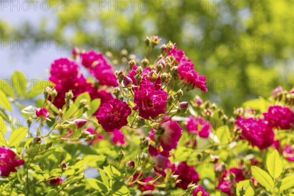 Lively pink rose blossoms (Rosa) against a sunny, green background, Neunkirchen, Lower Austria,