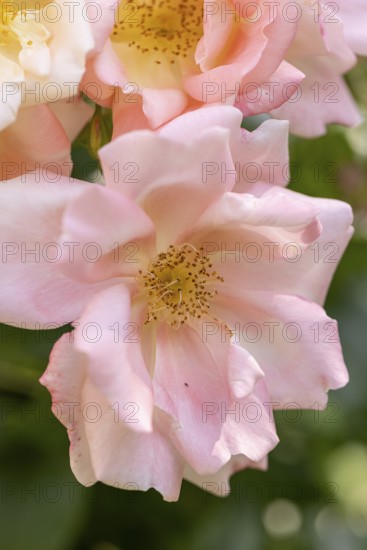 Close-up of pink rose blossoms (Rosa) in the garden, Neunkirchen, Lower Austria, Austria