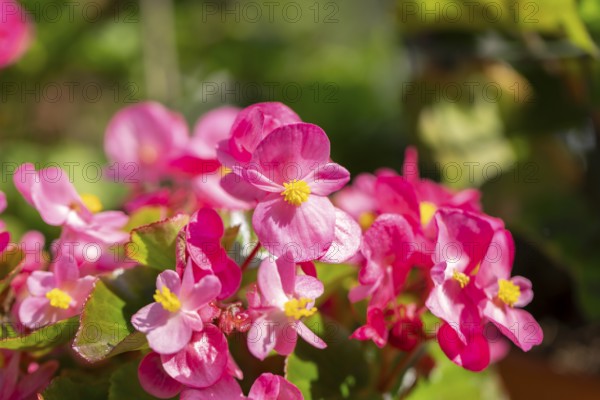Pink flowers of the ice begonia (Begonia) in sunlight with green background and fresh leaves,