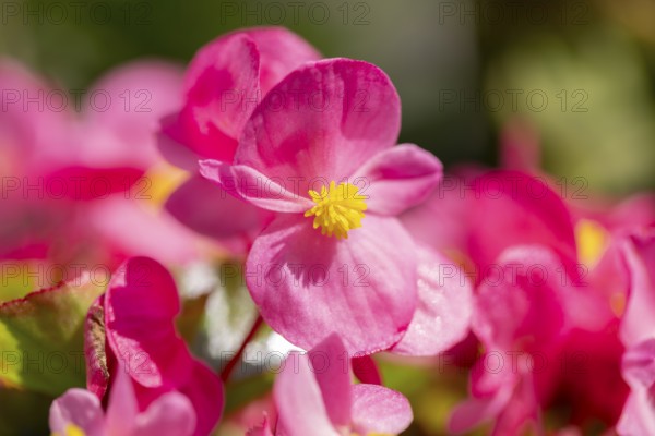 Pink flowers of the ice begonia (Begonia) in sunlight, close-up, Neunkirchen, Lower Austria,