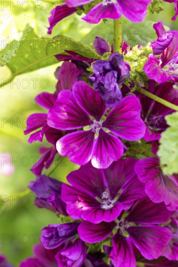 Close-up of purple flowers of Common mallow (Malva sylvestris) with green accents in bright summer