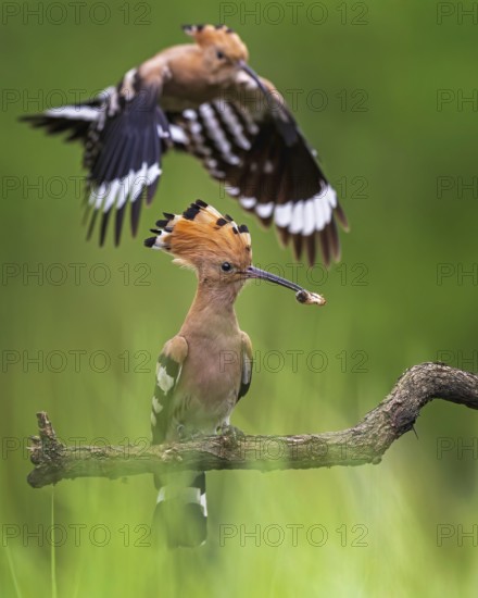 Hoopoe (Upupa epops) Bird of the Year 2022, male with food for his female, bridal gift, mating,