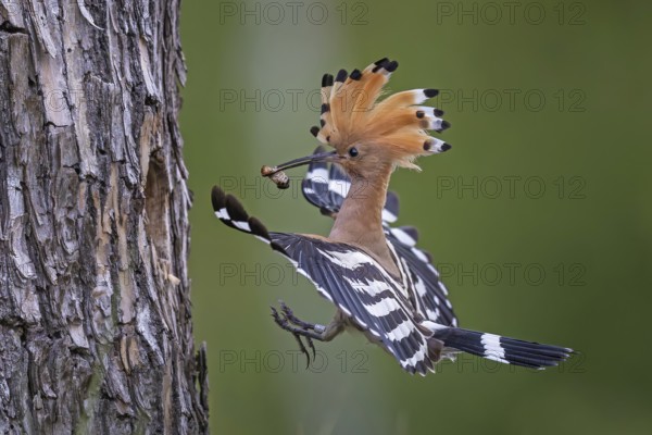 Hoopoe (Upupa epops) Bird of the Year 2022, male with food for his female, bridal gift, mating,