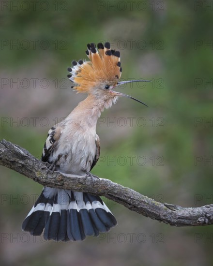 Hoopoe (Upupa epops) Bird of the Year 2022, female defending her territory, mating, courtship,