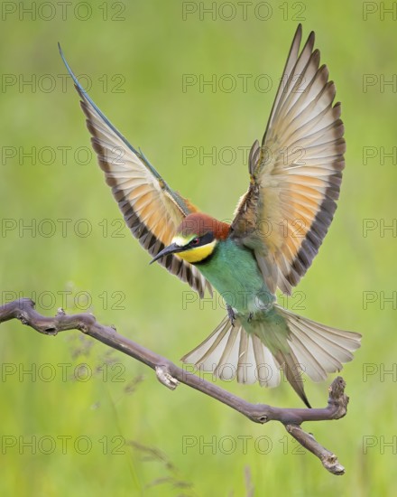 Bee-eater (Merops apiaster) newcomer to Saxony-Anhalt, blaze of colour, approaching, flying, wings