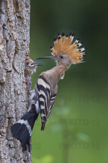 Hoopoe (Upupa epops) Bird of the Year 2022, male with food for the young bird, begging for food,