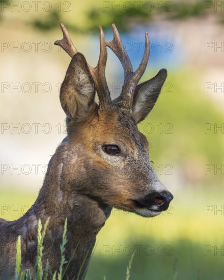 Roe deer (Capreolus capreolus) roebuck, buck hunting, hunting ground, May buck, horns, horns,