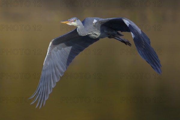 Grey heron (Ardea cinerea), young bird, in flight at last light, Neckar valley, Baden-Württemberg,