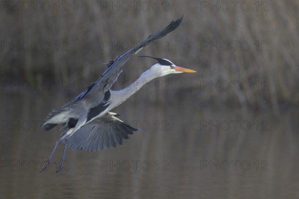 Grey heron (Ardea cinerea), adult heron in flight in front of reeds, Neckar valley,