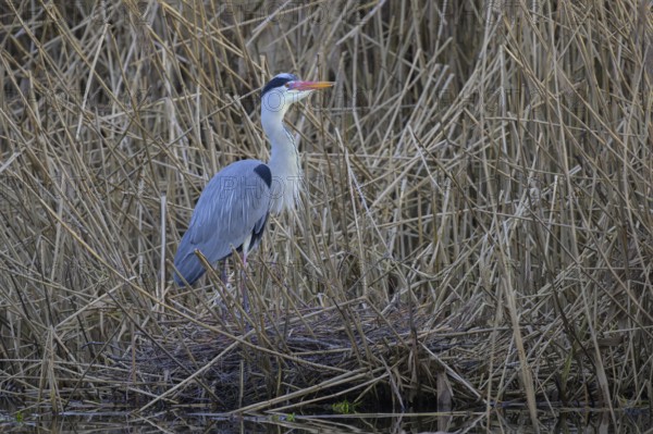 Grey heron (Ardea cinerea), adult heron standing on its eyrie in the reeds, Neckar valley,