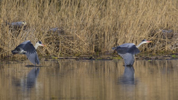 Grey heron (Ardea cinerea), disputes in front of the colony in the reeds, Neckar valley,