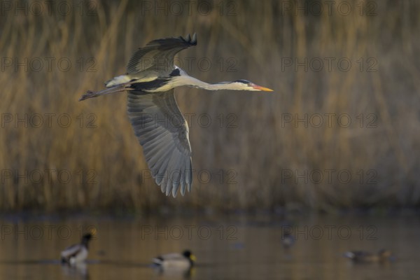 Grey heron (Ardea cinerea), adult heron in flight in front of reeds, evening light, Neckar valley,