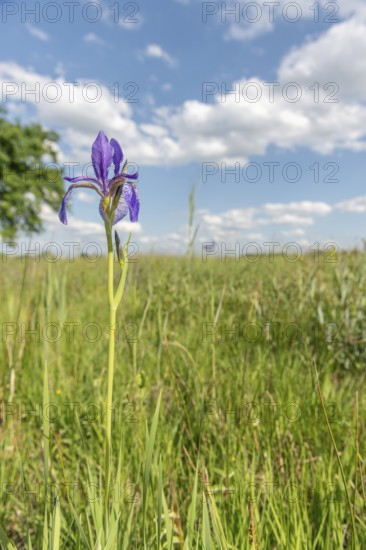 Siberian iris flowers in a meadow in a protected nature reserve. Herbsheim, Bas rhin, Alsace, grand